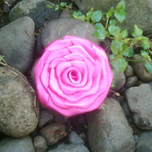 dark pink rose, bros dari pita
